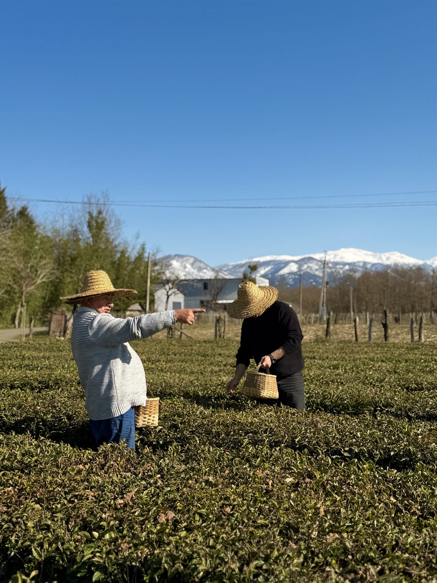 Tea Tour