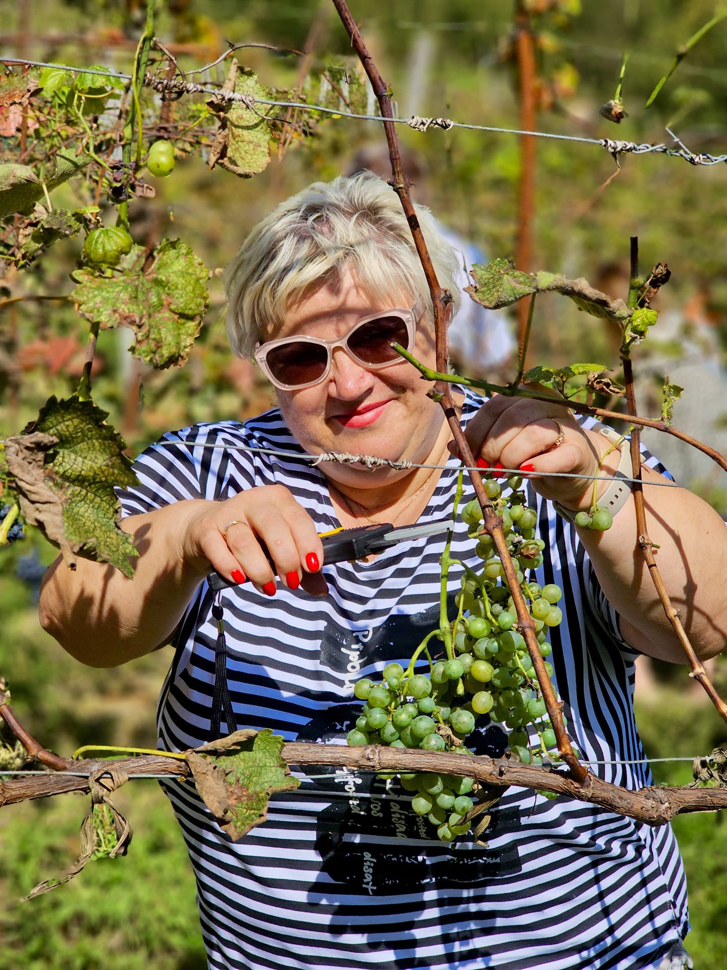 Rtveli (Grape Harvest)