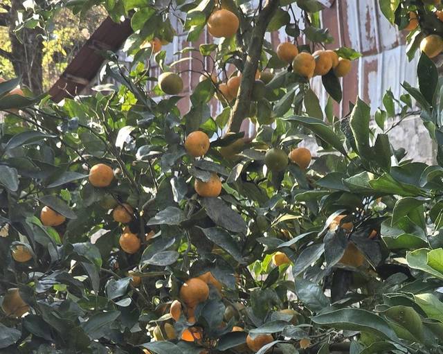 Мандарины на ветках в саду под Батуми