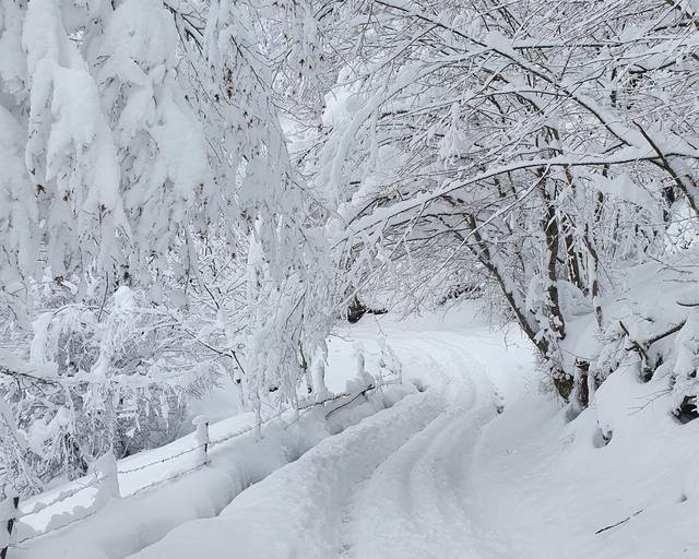 A snowy road through the forest