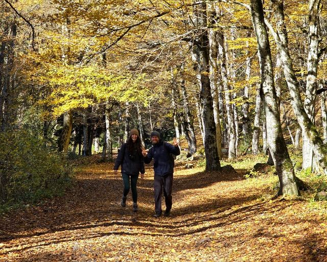 A couple walking through an autumn forest with yellow leaves
