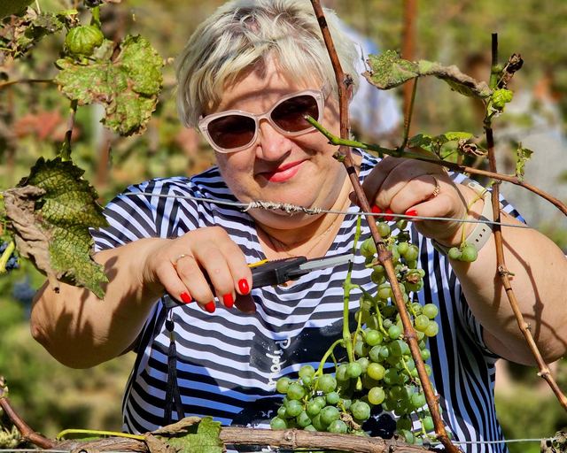 A guest cutting a bunch of grapes