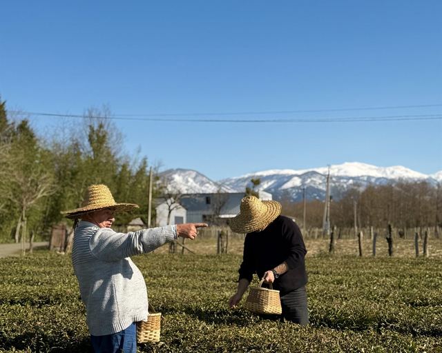 Сборщики чая в соломенных шляпах на плантации